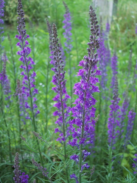 LINARIA