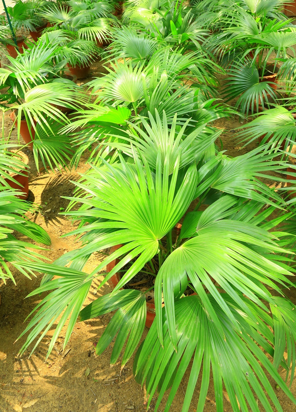 LIVISTONIA