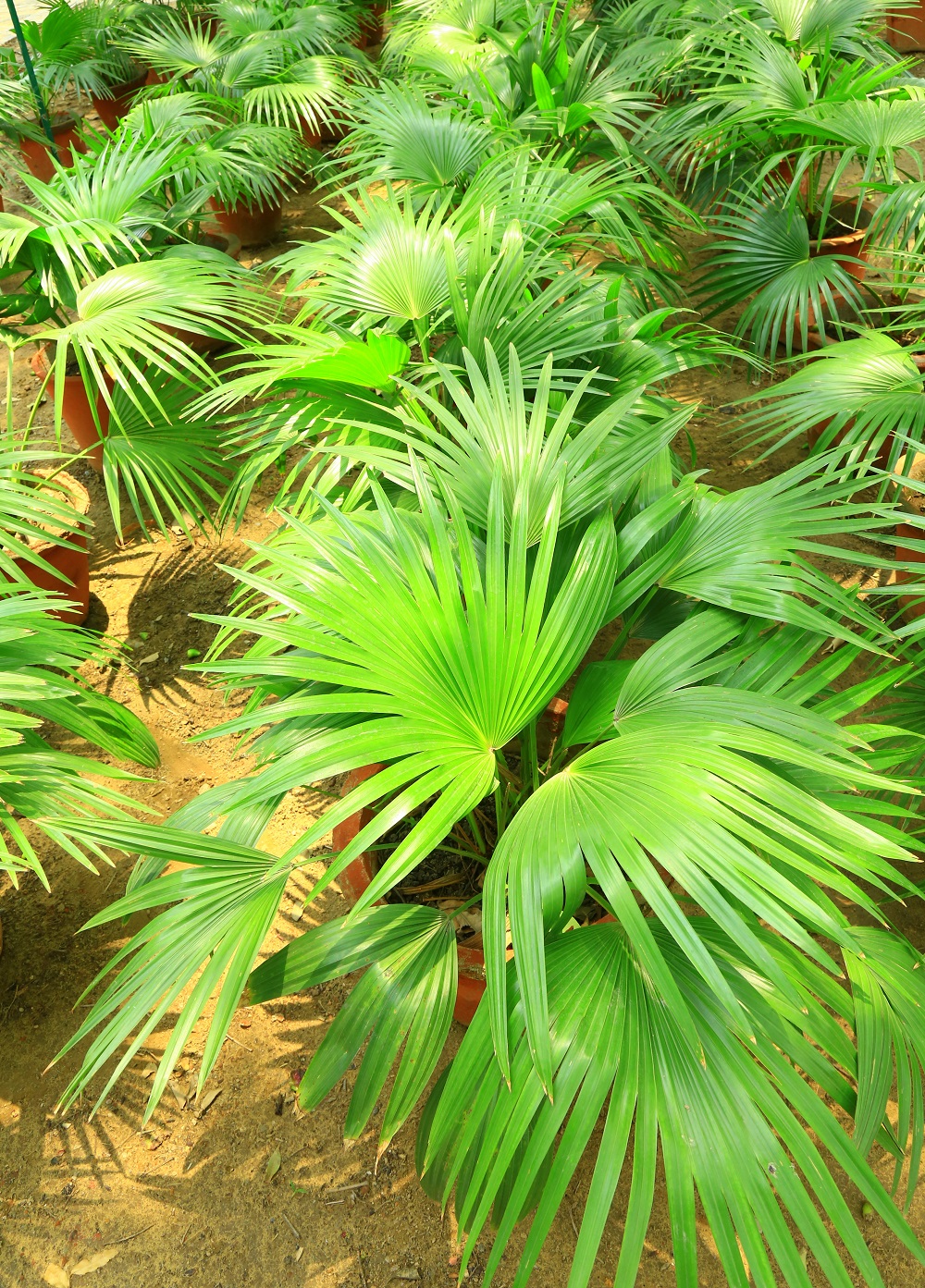 लिविस्टोना पाम
