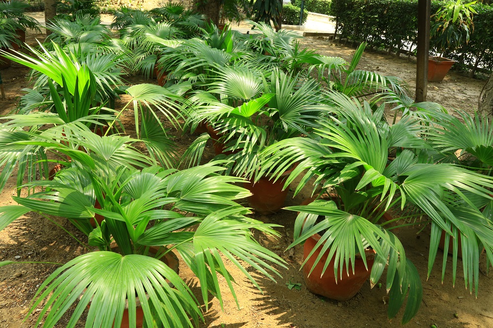 लिविस्टोना पाम