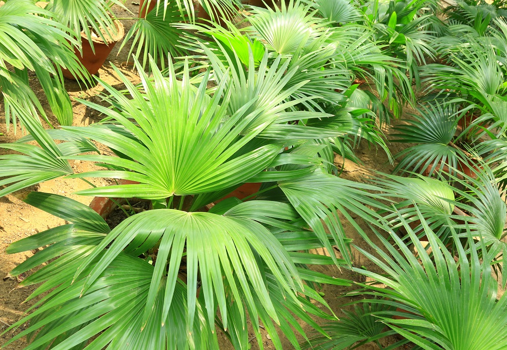 लिविस्टोना पाम