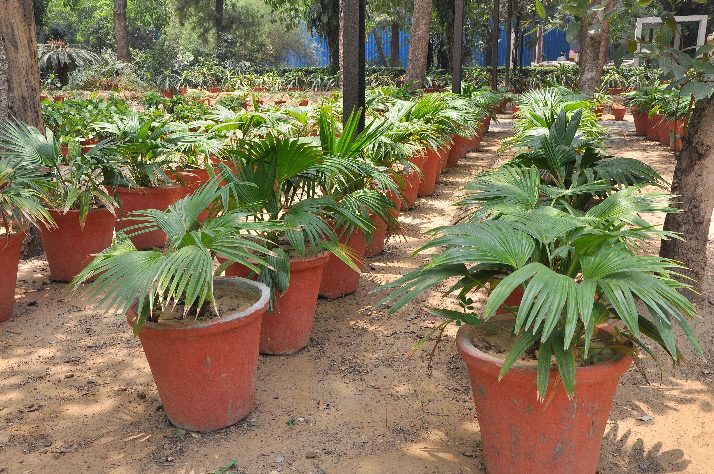 लिविस्टोना पाम