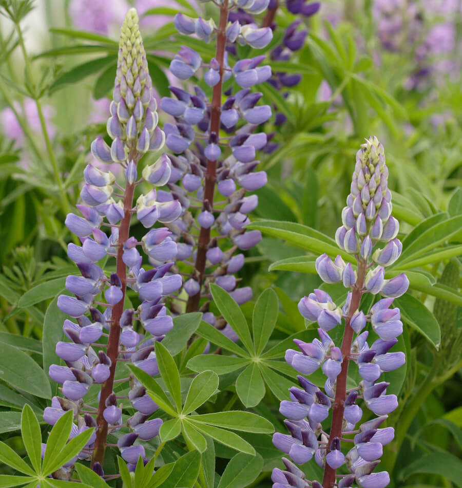 LUPIN