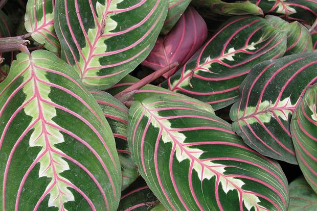 MARANTA