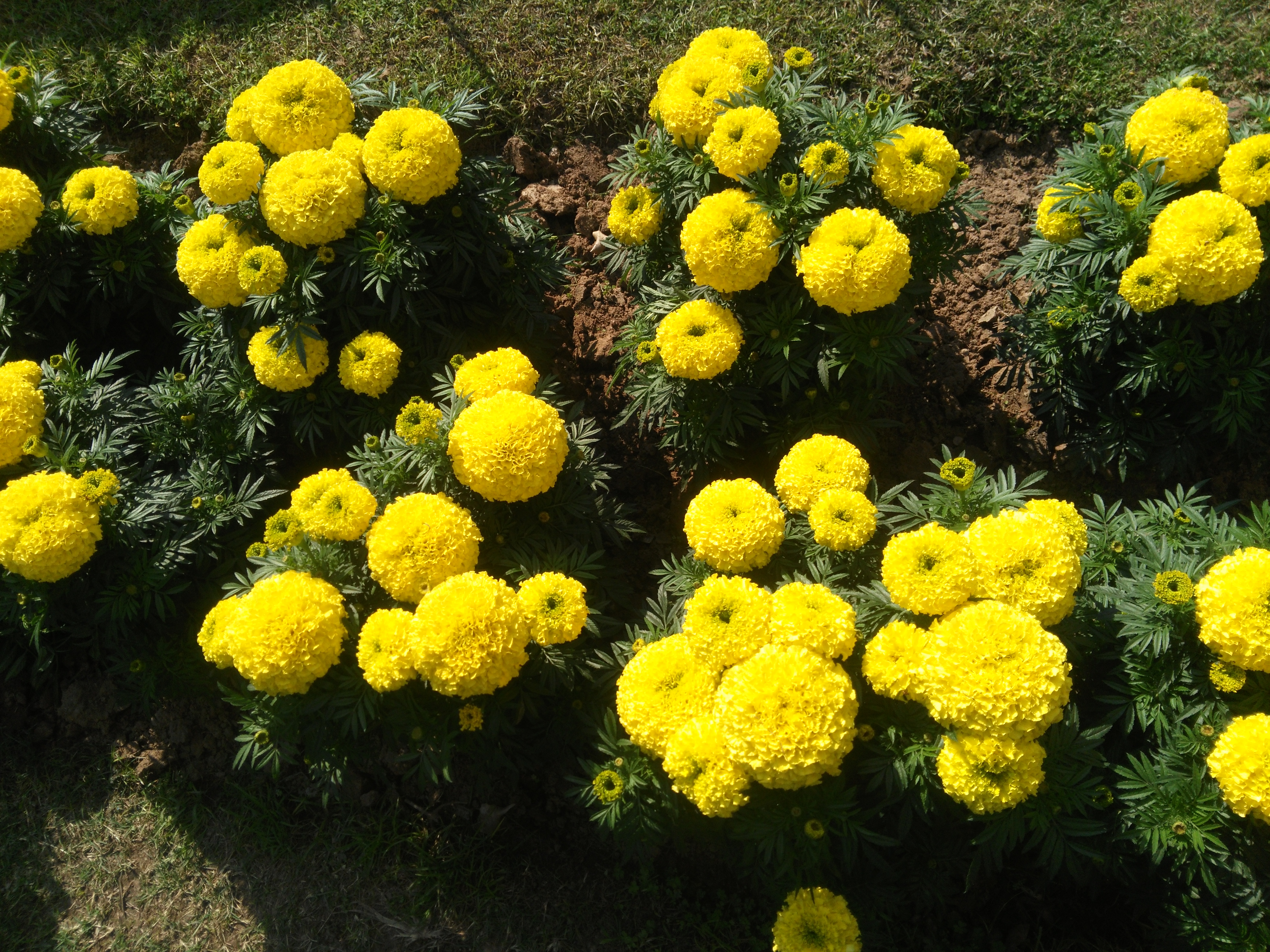 MARIGOLD (AFRICAN)