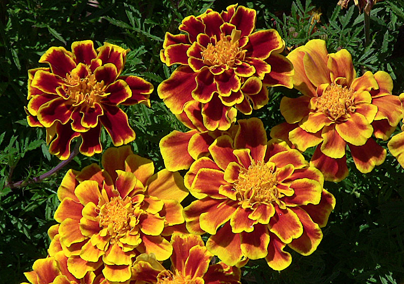 MARIGOLD (FRENCH)