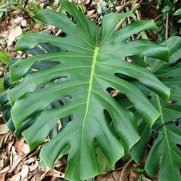 MONSTERA