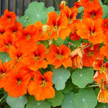 NAUSTURTIUM
