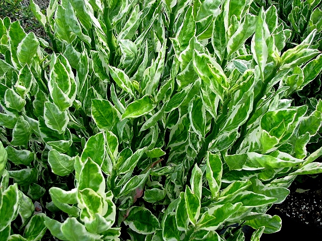 PEDILANTHUS