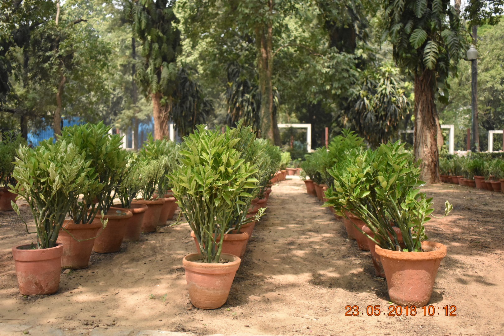 पेडिलेंथस अनुभाग