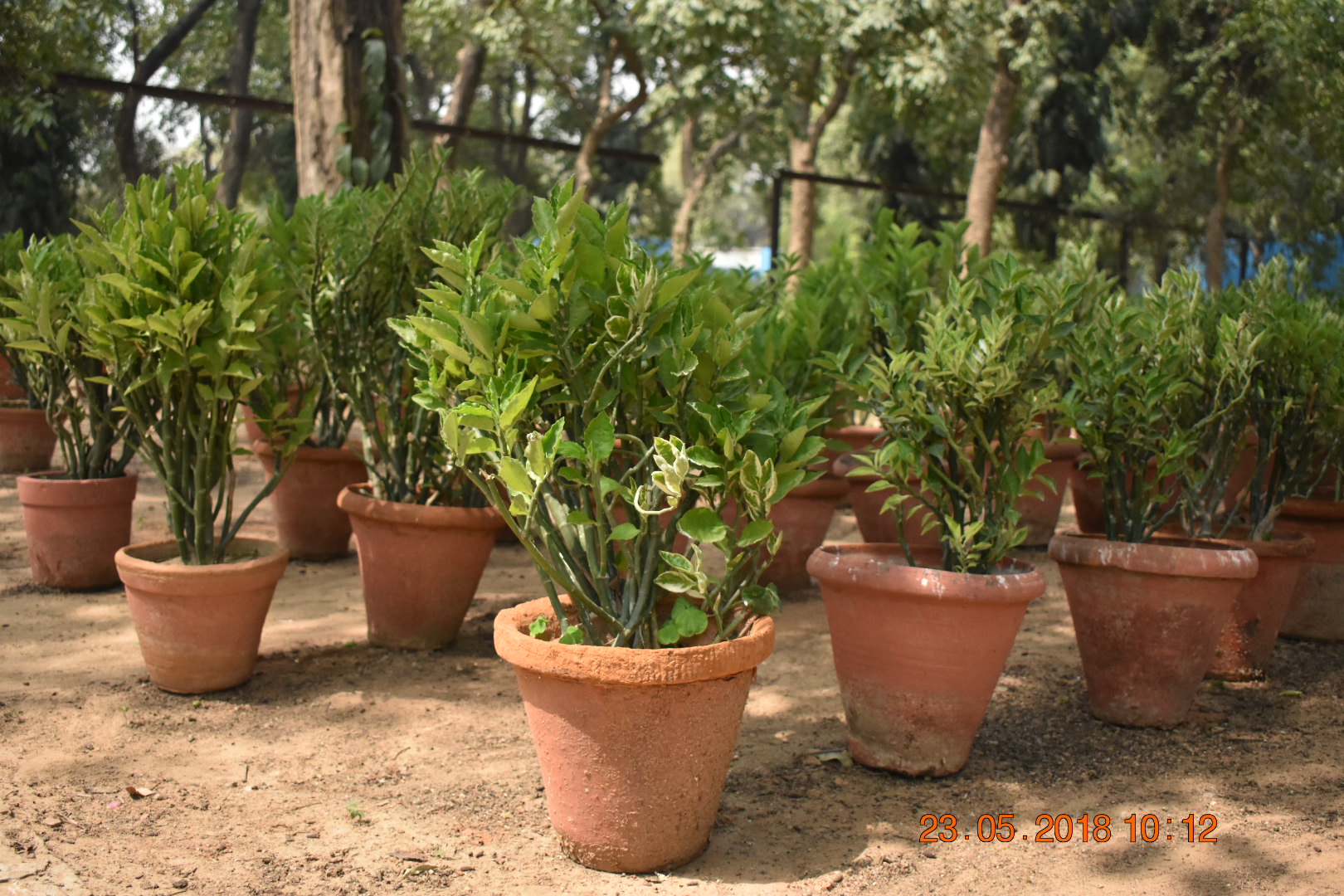 पेडिलेंथस अनुभाग