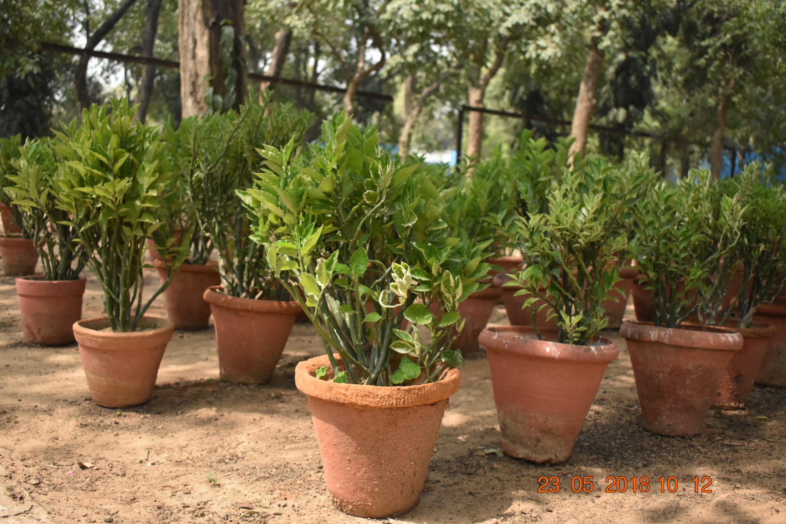 पेडिलेंथस अनुभाग