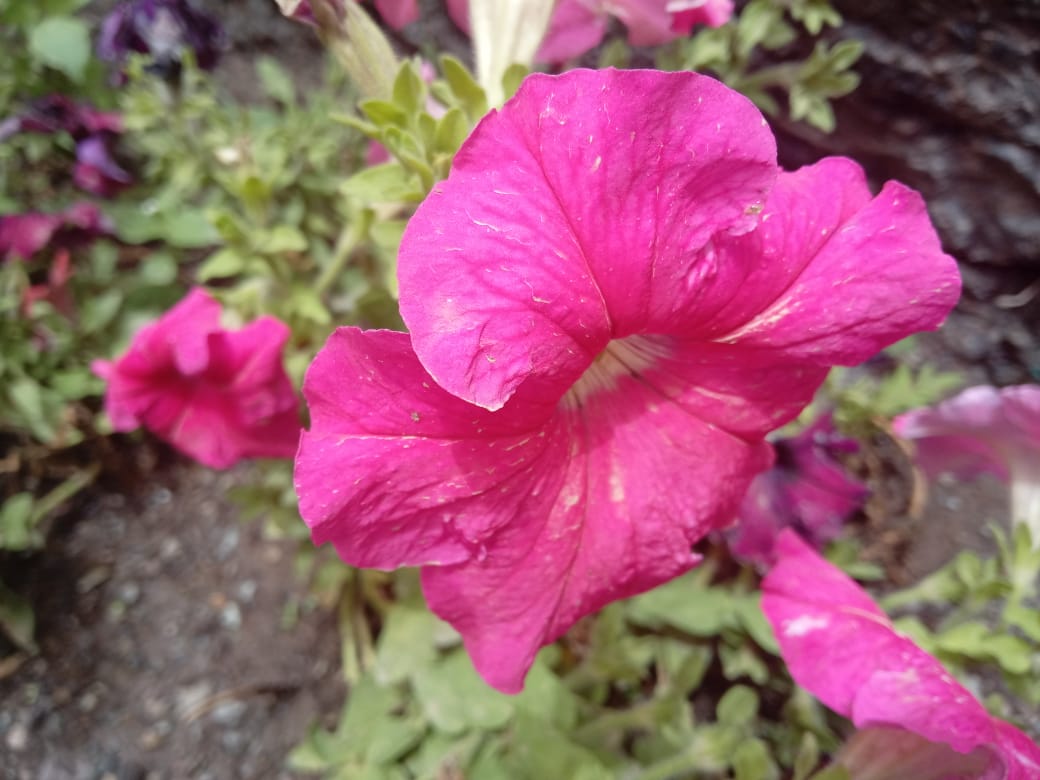 PETUNIA