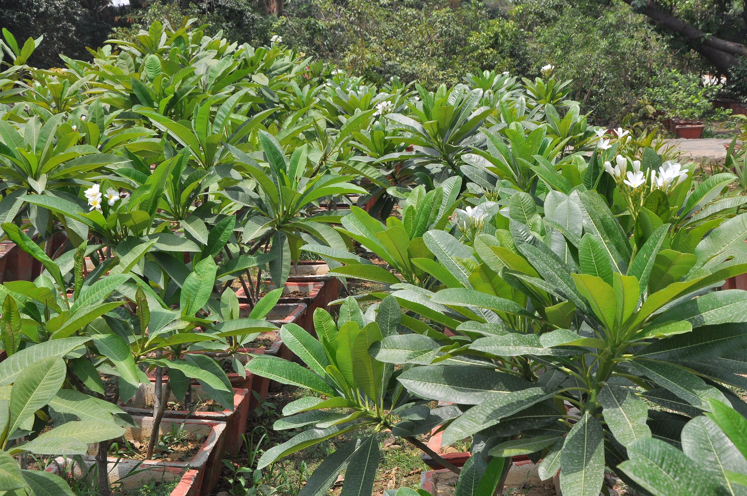 प्लुमेरिया अनुभाग