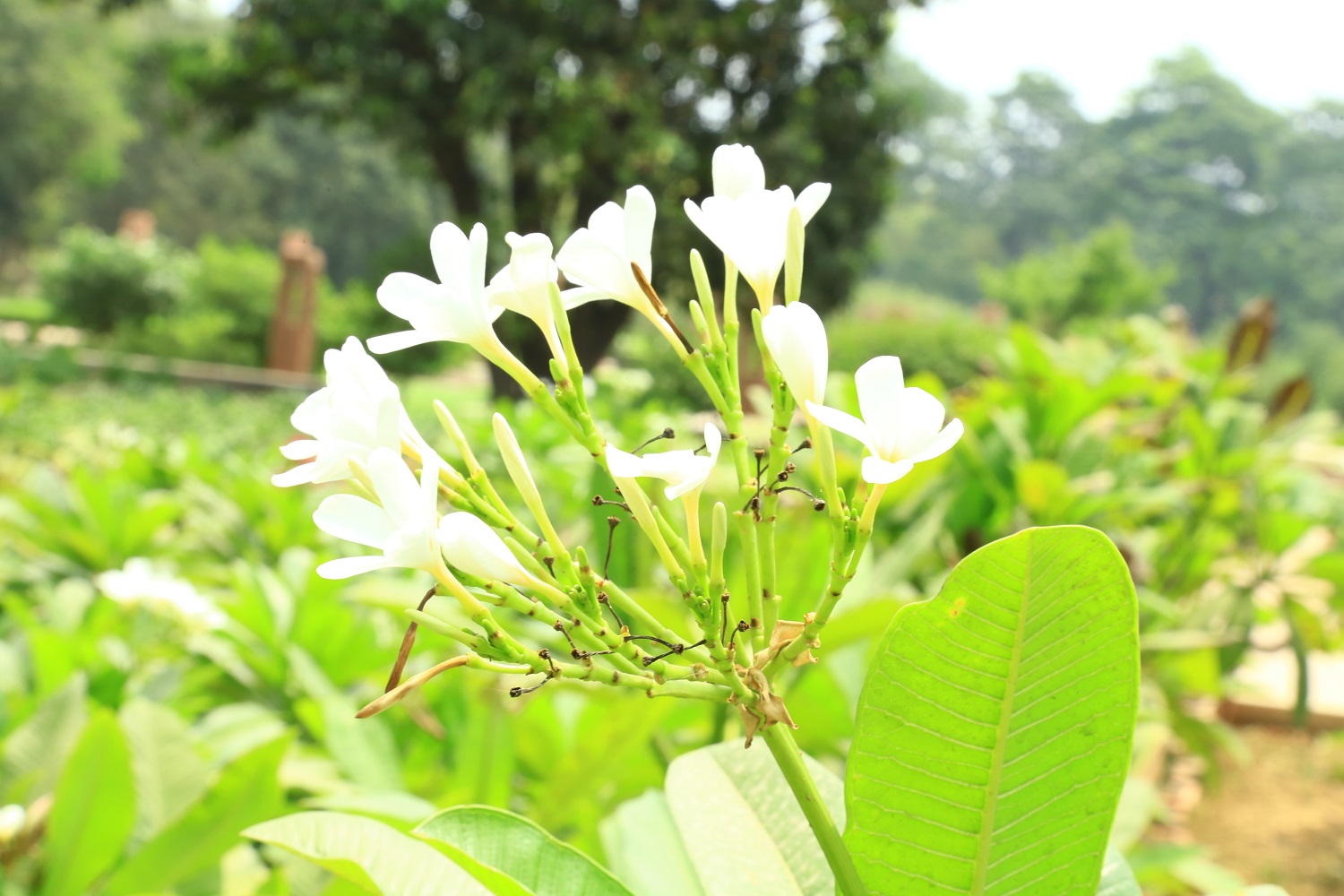 प्लुमेरिया अनुभाग