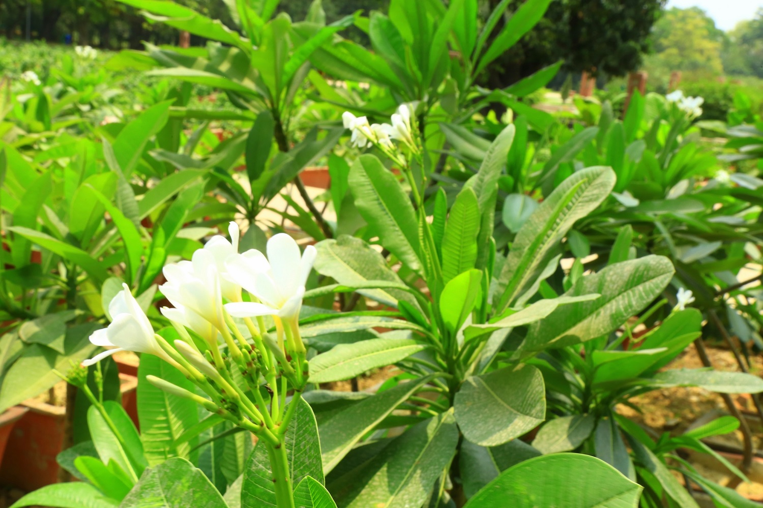 प्लुमेरिया अनुभाग