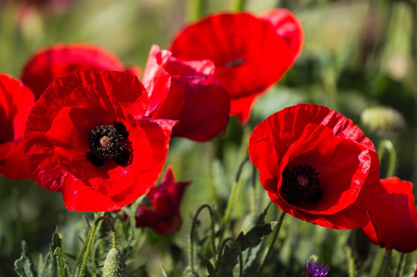 POPPY