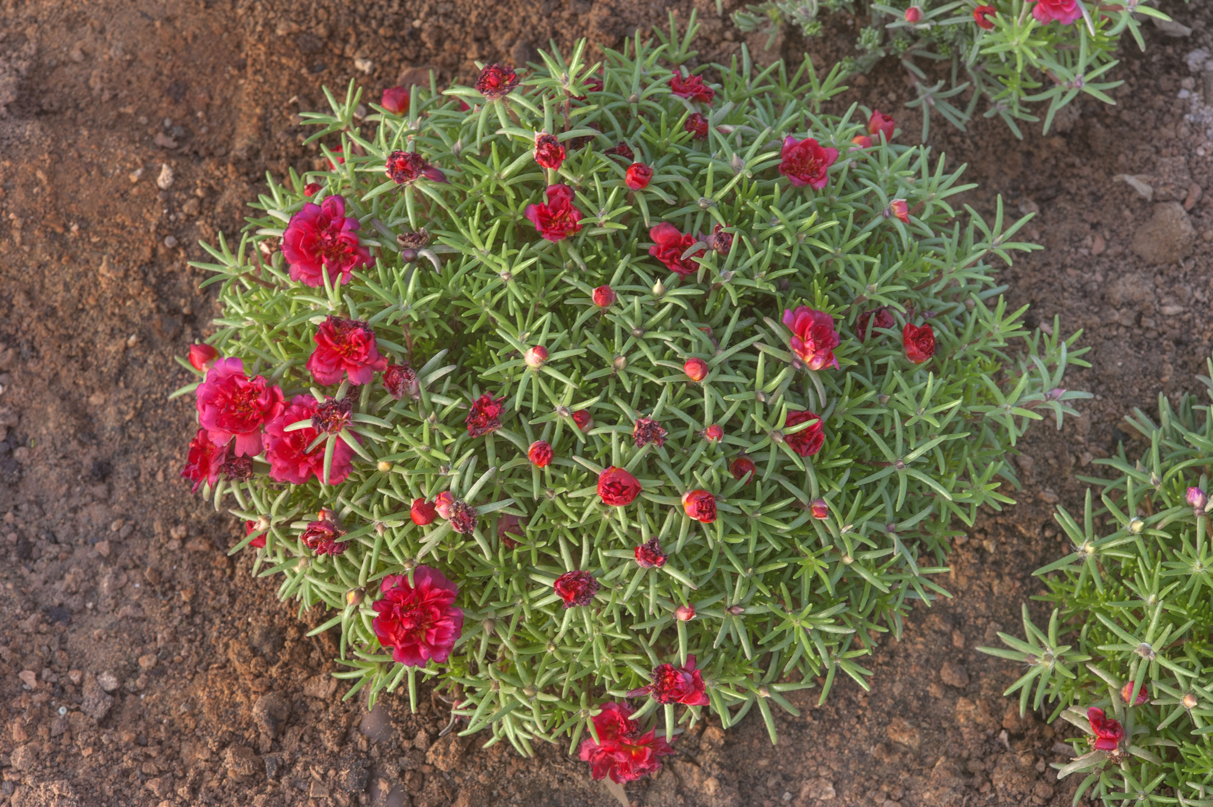 PORTULACA