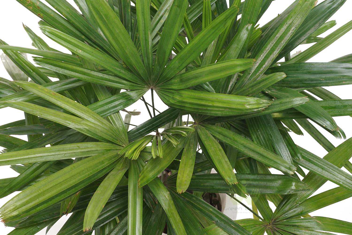 RAPHIS PALM