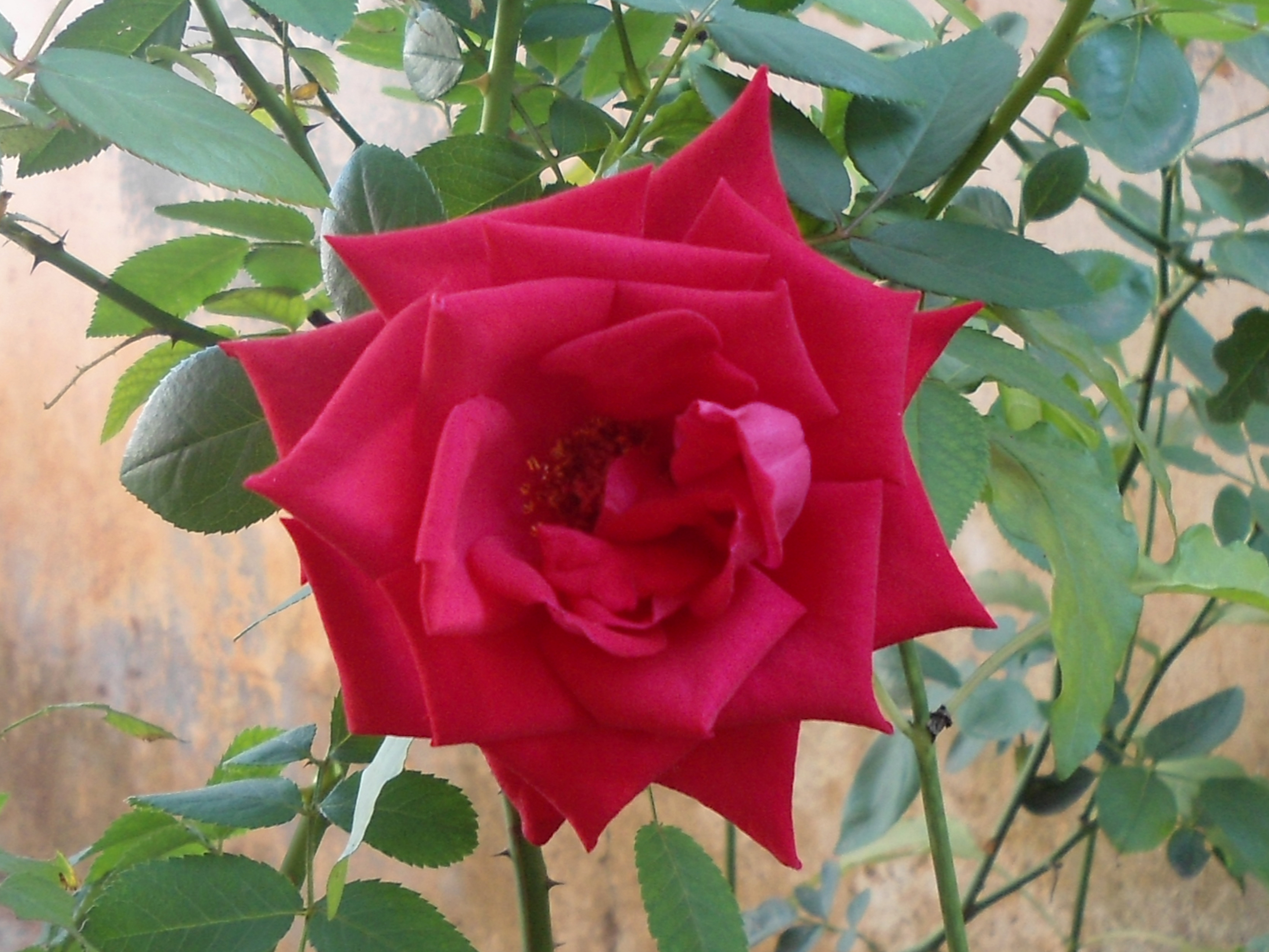 गुलाब