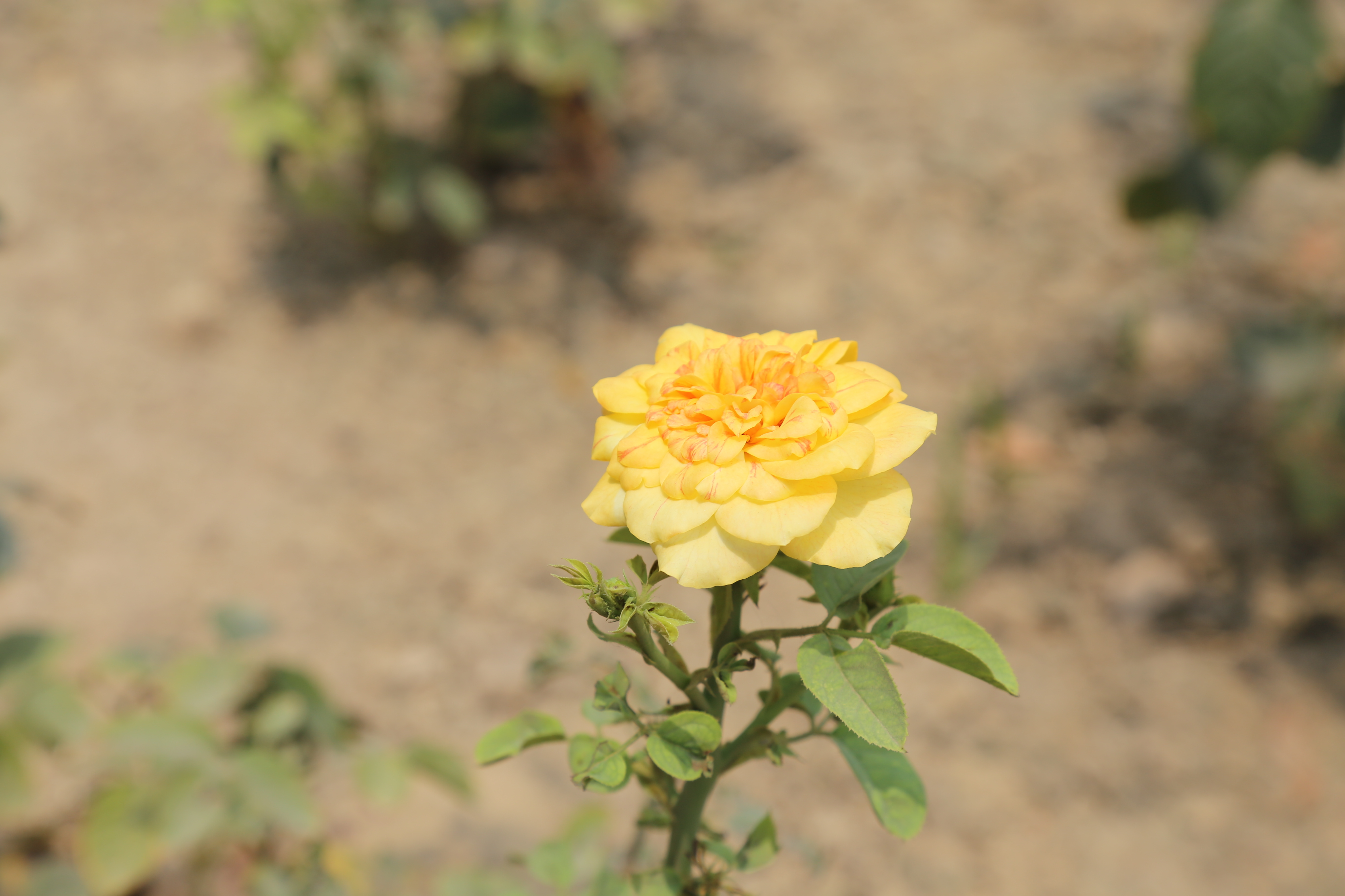 गुलाब अनुभाग