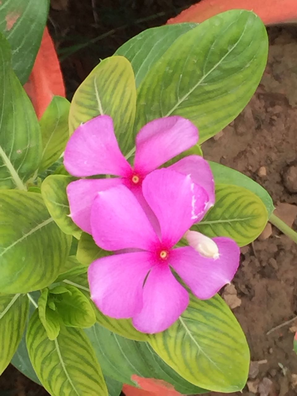 SADABAHAR/VINCA
