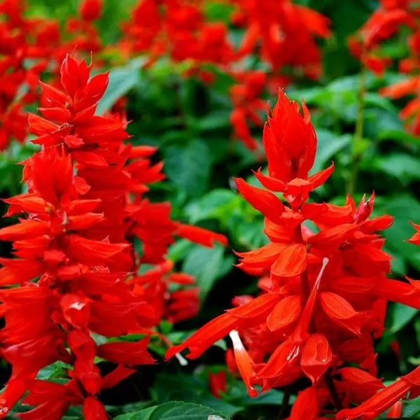 SALVIA