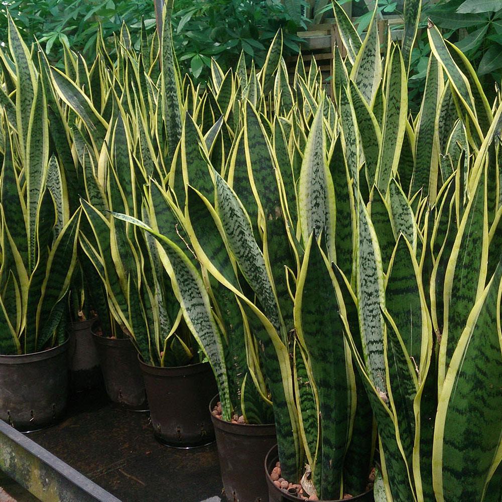 SANSEVIERIA