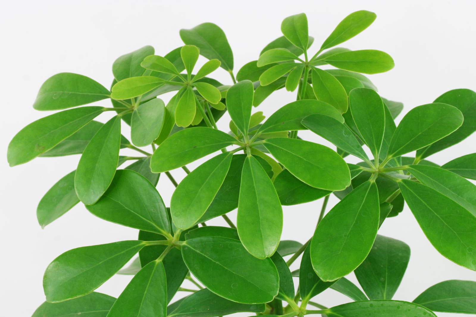 SCHEFFLERA