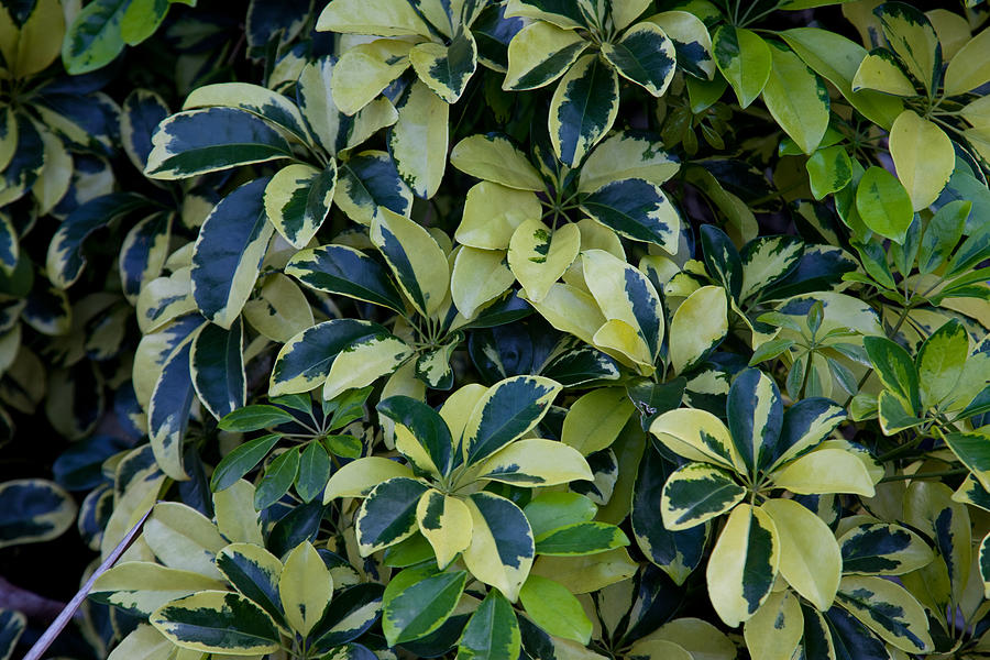 SCHEFFLERA VARIGATED