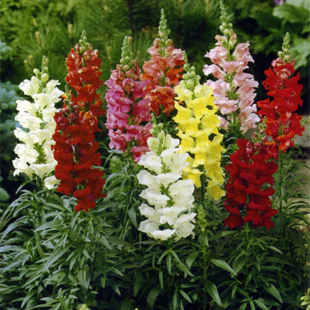 SNAPDRAGON