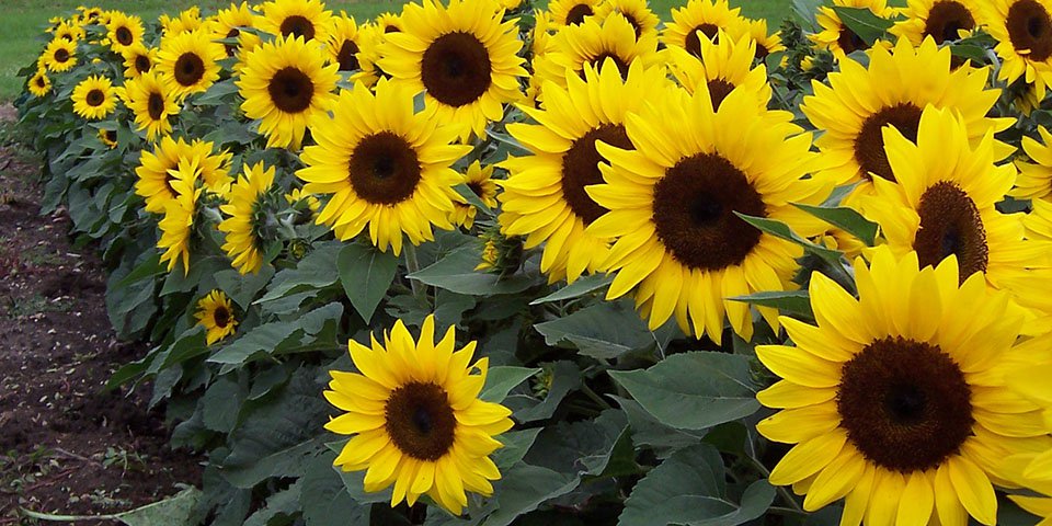 SUNFLOWER