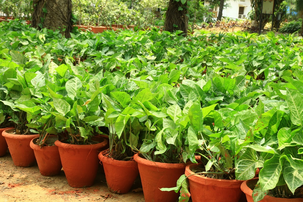 सिनगोनियम अनुभाग
