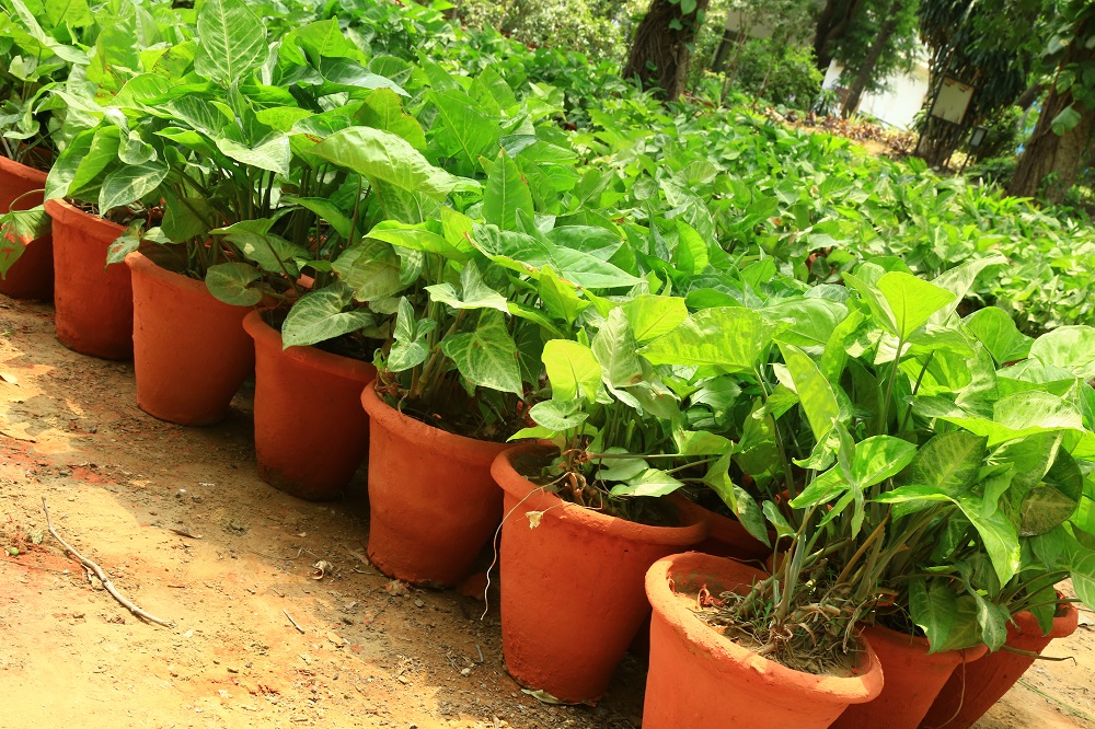 सिनगोनियम अनुभाग