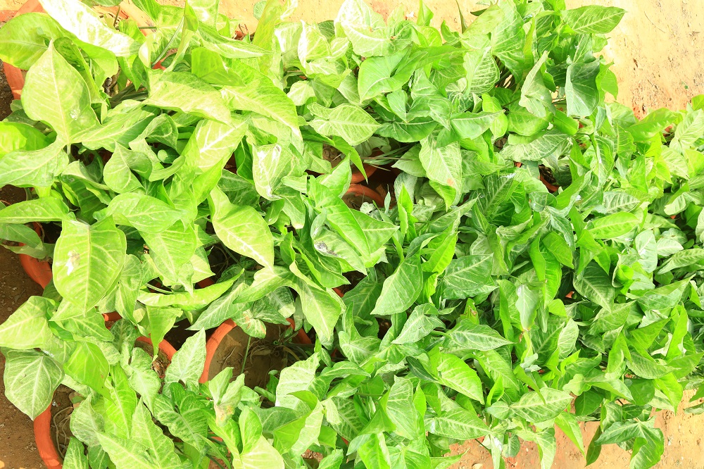 सिनगोनियम अनुभाग