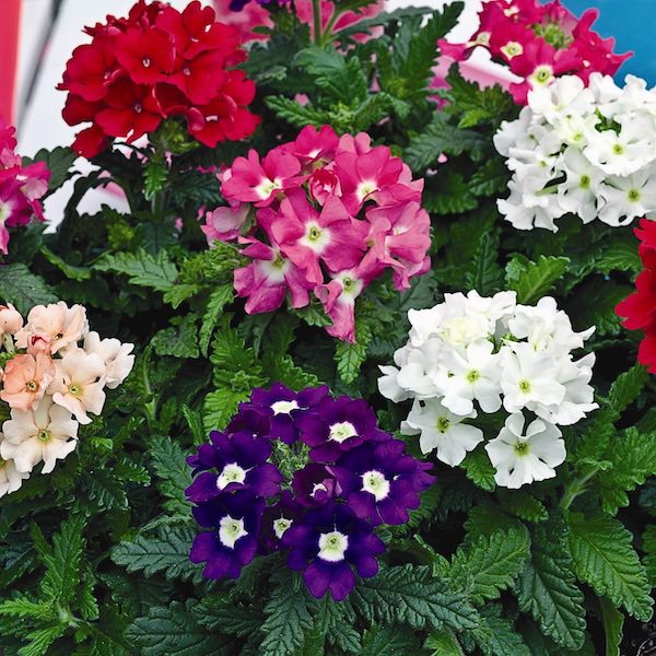 VERBENA