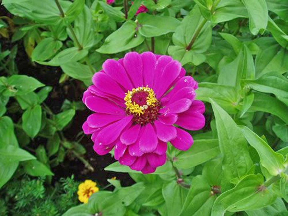 ZINNIA